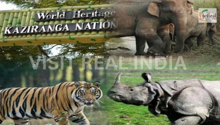 Kaziranga National Park famous for :
